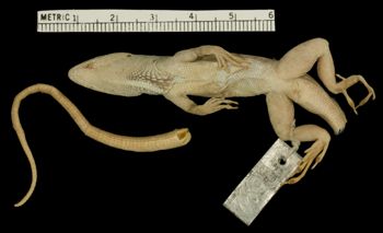 Media type: image;   Herpetology R-7890 Aspect: ventral